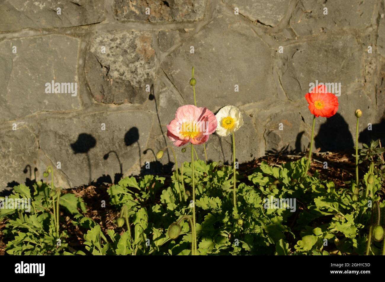 Fiore di papavero 'Islanda' rosa. Foto Stock