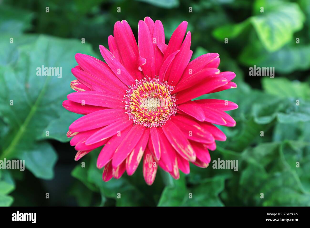 Primo piano vista a di gerbera rosa margherita fiore Foto Stock