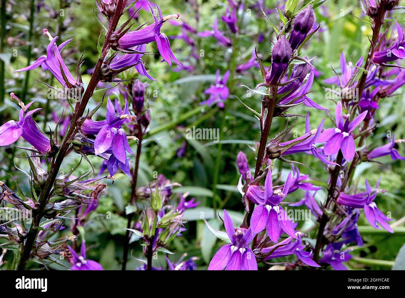 Lobelia x speciosa «Vedrariensis» cardinal flower Vedrariensis - remi verticali di fiori violetti con occhi bianchi e foglie a lancia stretta, Regno Unito Foto Stock