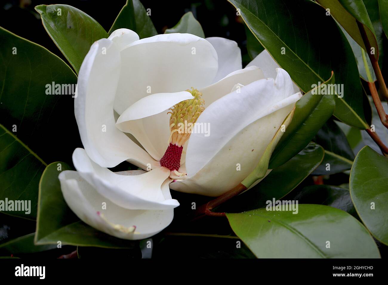 Magnolia sieboldii Chinese magnolia – fiori di magnolia bianchi di medie dimensioni con stampe cremisi, agosto, Inghilterra, Regno Unito Foto Stock