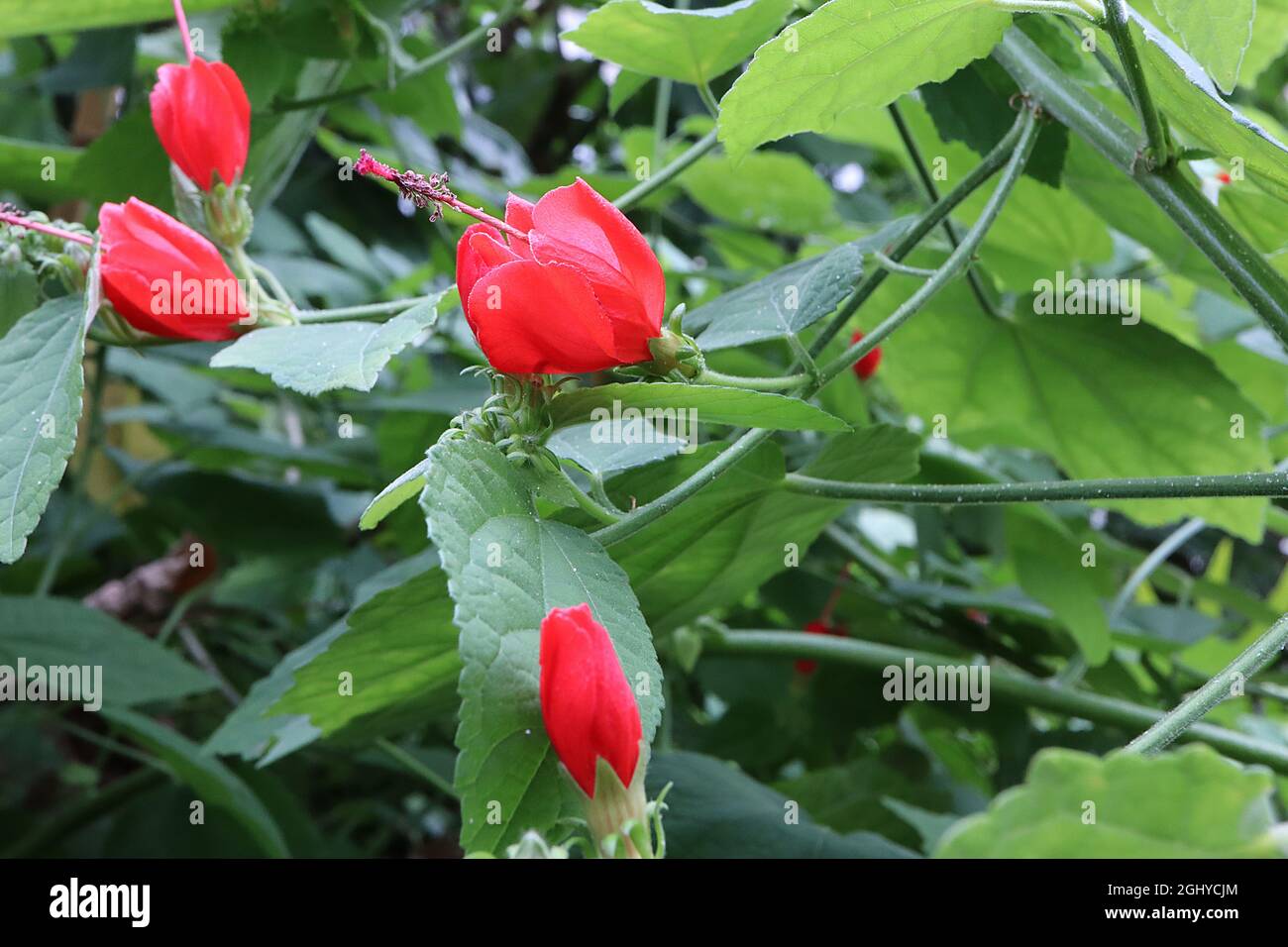 Malvaviscus arboreus var mexicanus Mexican Turk’s Cap – fiori chiusi a forma di campana rivolti verso l’alto con pistil prominente, agosto, Inghilterra, Regno Unito Foto Stock