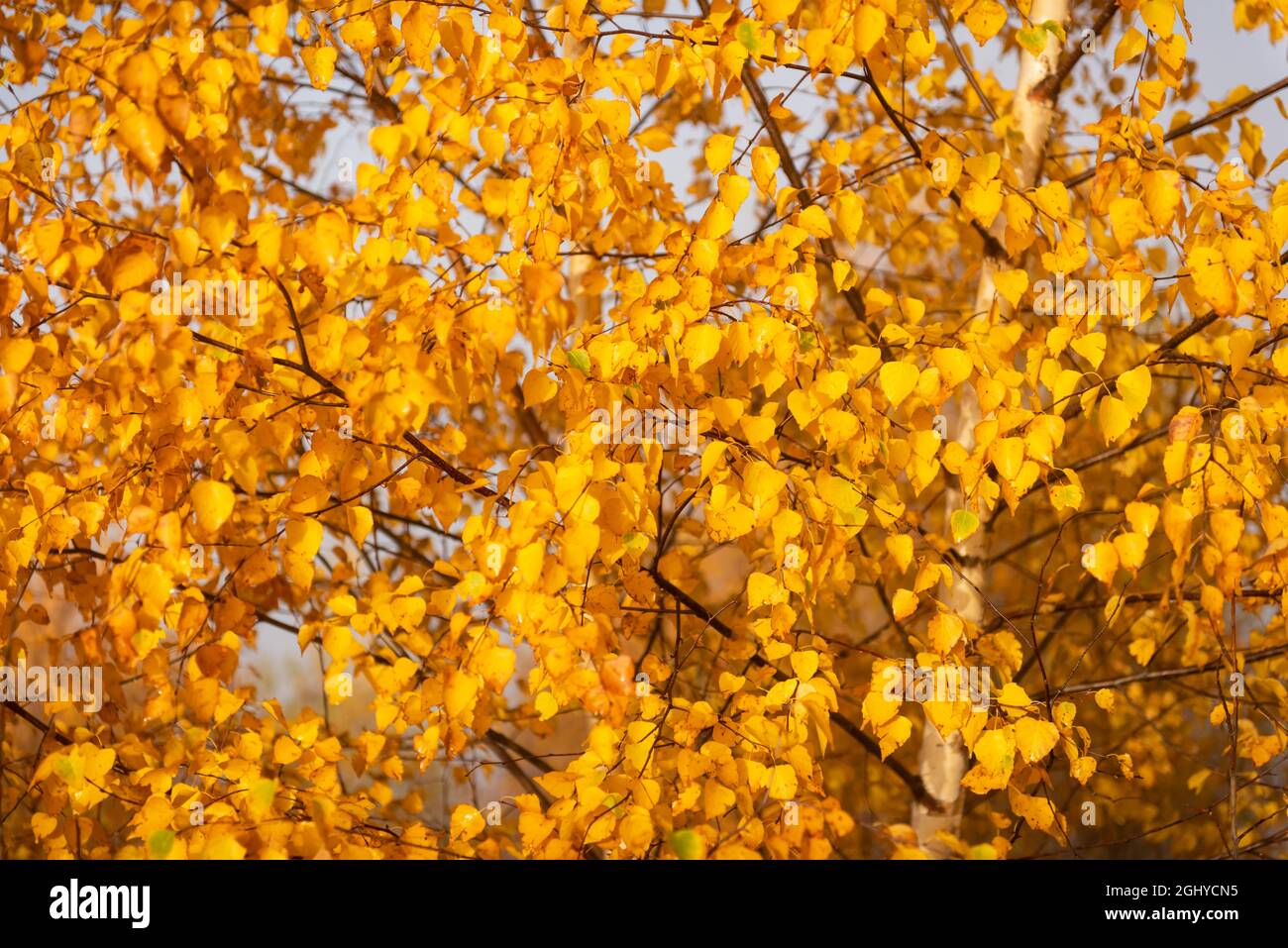 Rami gialli di betulla con folliage giallo e arancio nella foresta autunnale. Pittoresca scena autunnale nelle montagne dei Carpazi, Ucraina. Fotografia di paesaggio Foto Stock