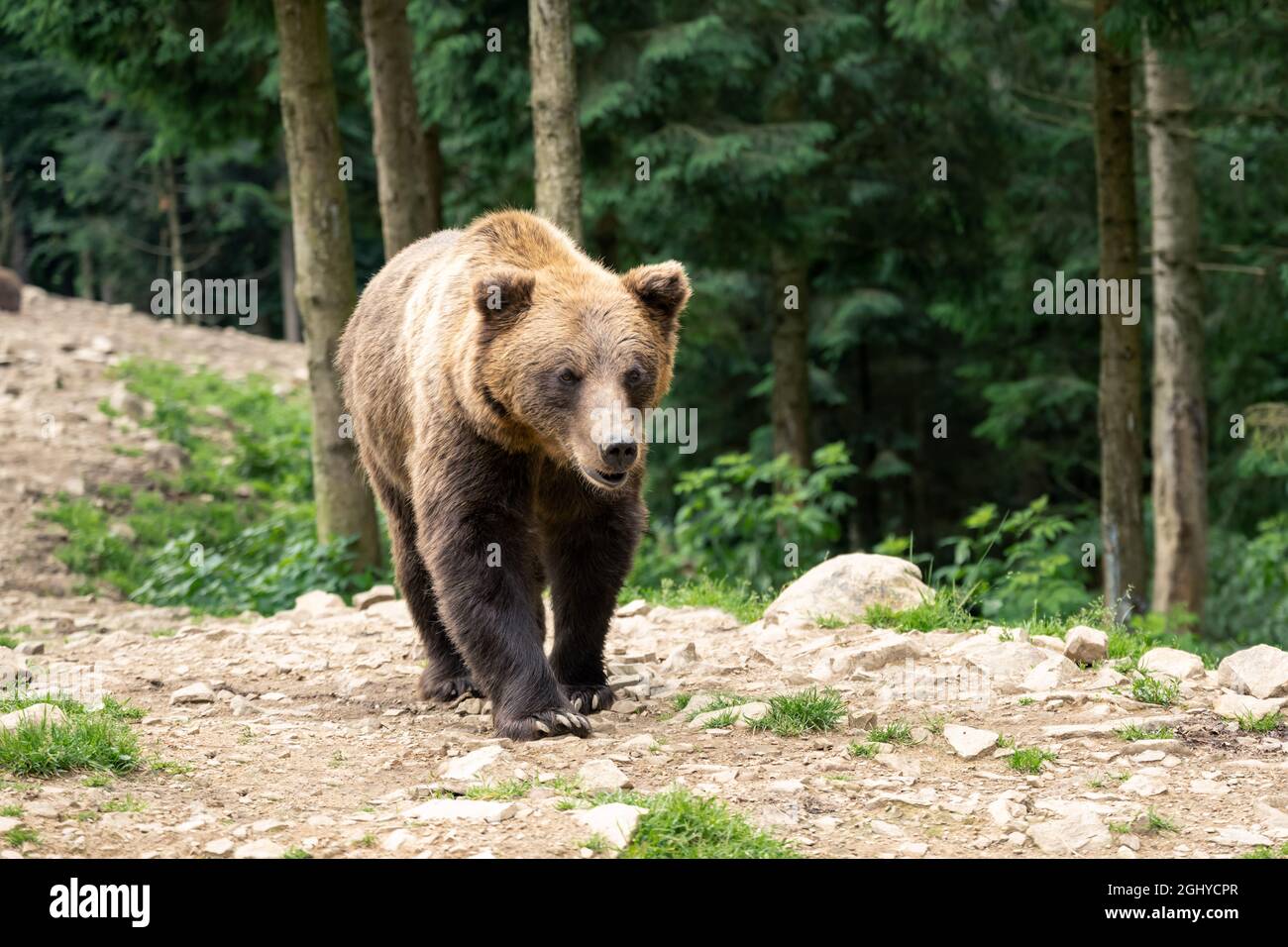 Ritratto di orso bruno selvaggio in verde foresta estiva. Fotografia animale Foto Stock
