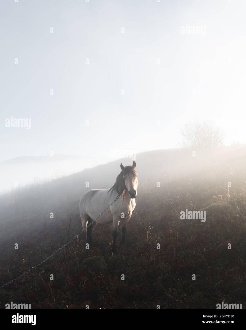 Cavallo in foggy prato in montagna Valle. Fotografia di paesaggi Foto Stock