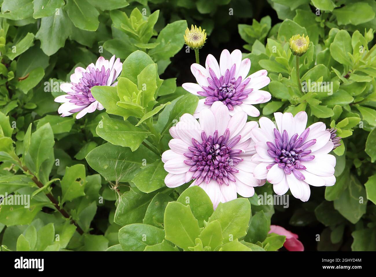 Osteospermum ecklonis ‘3D Silver Violet Ice’ African Daisy 3D Silver Violet Ice – bianchi petali radiali e viola viola fiori tubolari, agosto, Regno Unito Foto Stock