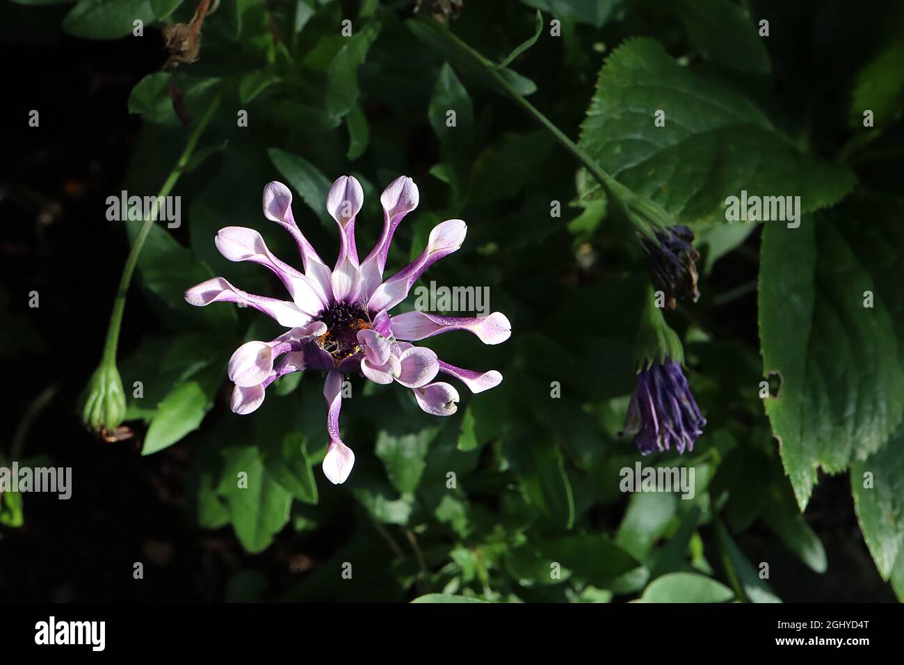 Osteospermum ecklonis ‘Margarita White Spoon’ African Daisy Margarita White Spoon – fiori bianchi con dorso di petalo viola scuro, fiori a raggi rolled Foto Stock