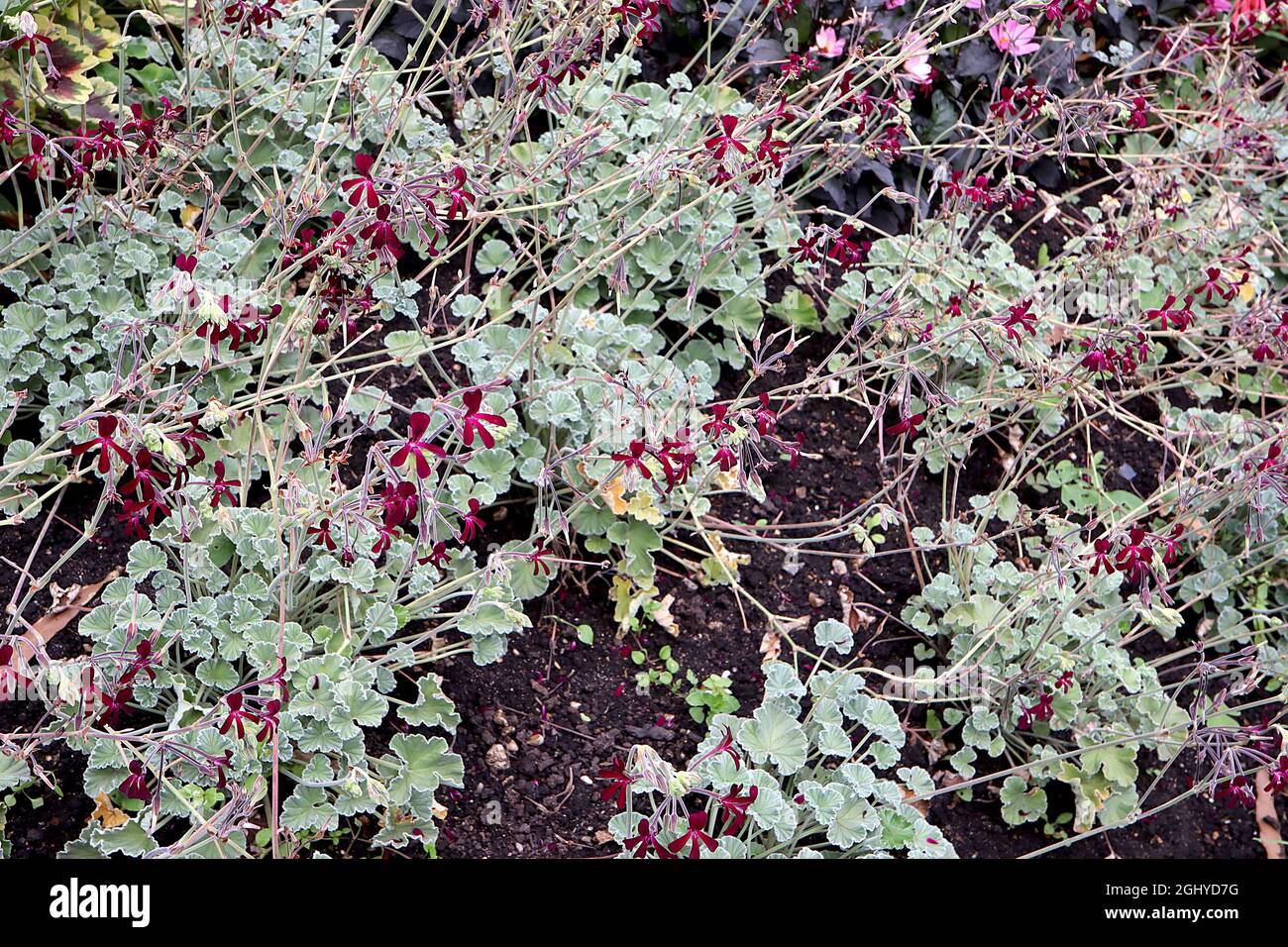 Pelargonium sidoides geranio africano - piccoli gruppi di fiori rossi cremisi con petali sottili, agosto, Inghilterra, Regno Unito Foto Stock