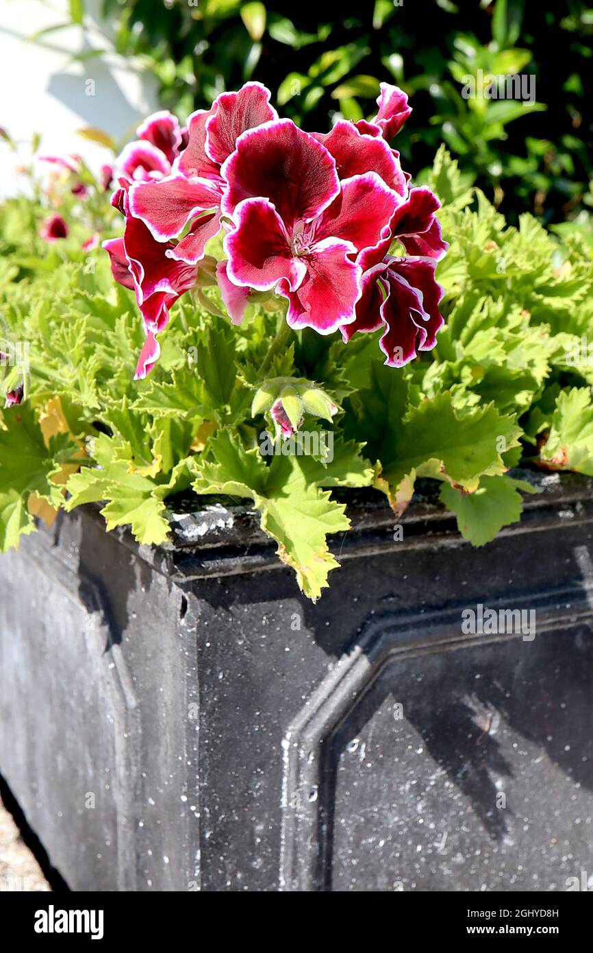 Pelargonium x gradiflorum ‘Aristo Black Beauty’ Pelargonium Black Beauty – fiori rossi di borgogna con margini bianchi fini e foglie palmatamente lobate Foto Stock