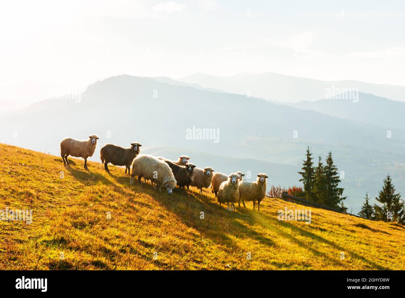 Branco di pecore in montagne assolate autunno. Carpazi, Ucraina, Europa. Fotografia di paesaggio Foto Stock