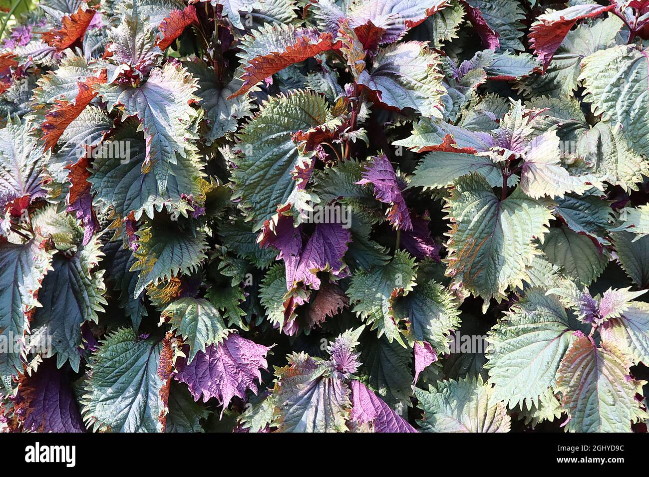 Perilla frutescens var crisa purple shiso – foglie di verde scuro con dorso di foglia viola, rugoso, margini profondamente velati e incisi, agosto, Inghilterra, Foto Stock