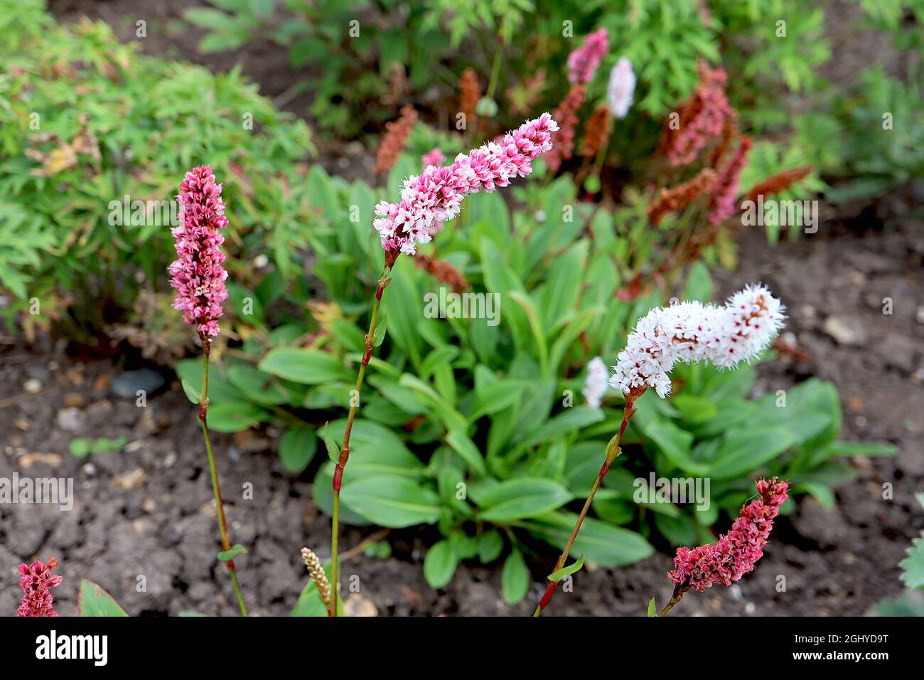 Persicaria affinis ‘Superba’ Nodaweed Superba - grappoli cilindrici di piccoli fiori bianchi su steli corti, agosto, Inghilterra, Regno Unito Foto Stock