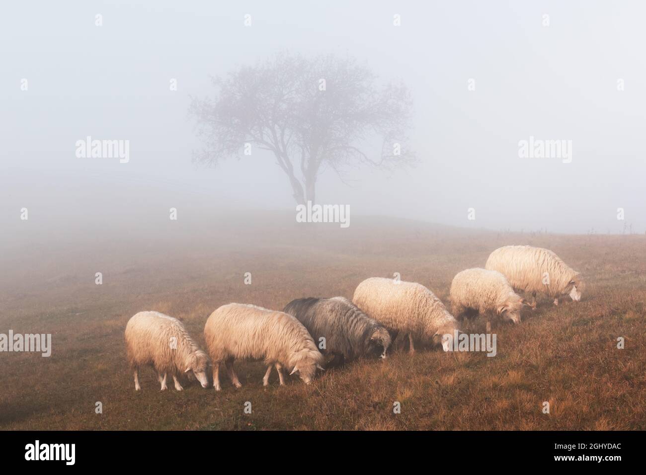 Mandria di pecore in montagne nebbie d'autunno. Carpazi, Ucraina, Europa. Fotografia di paesaggio Foto Stock