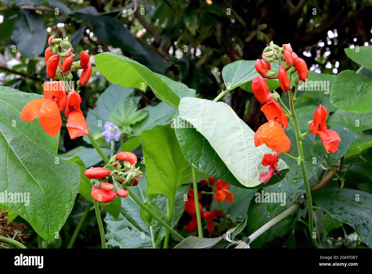 Phaseolus coccineus ‘carlet Emperor’ runner bean Scarlet Emperor – fiori rossi a forma di pisello e foglie di ovato molto grandi, agosto, Inghilterra, Regno Unito Foto Stock
