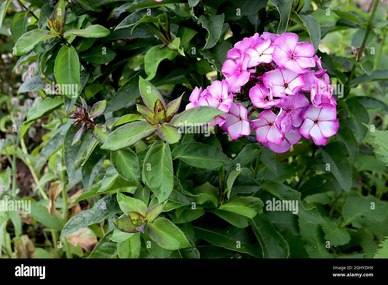 Phlox paniculata ‘Street Summer Fantasy Purple Bicolor’ Phlox perenne Purple Bicolor – grappoli a cupola di fiori bianchi con margini violetti, agosto, Regno Unito Foto Stock