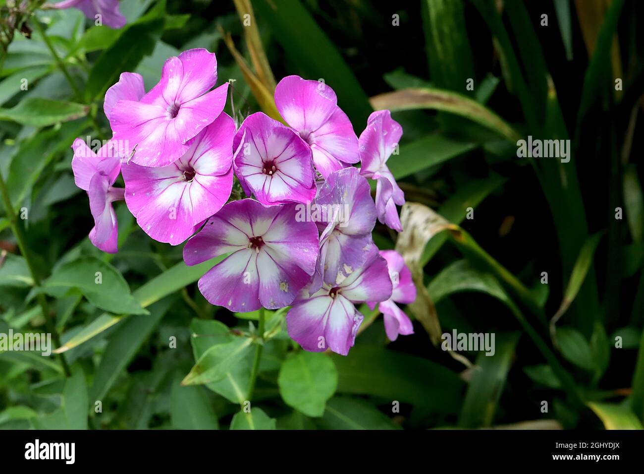 Phlox paniculata ‘Uspekh’ perenne phlox Uspekh - grappoli a cupola di fiori bianchi con ampi margini violacei, agosto, Inghilterra, Regno Unito Foto Stock