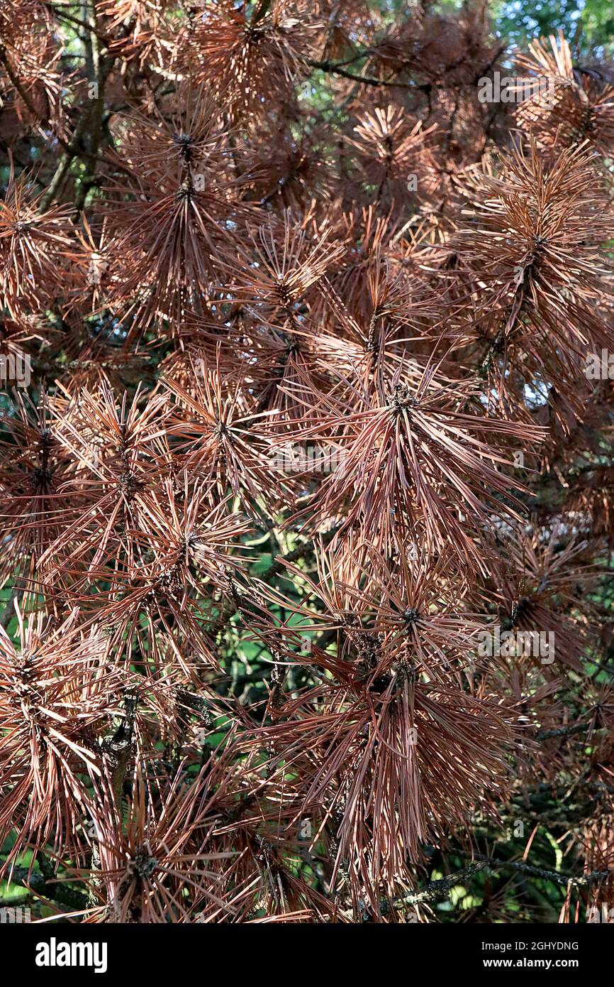 Pinus sylvestris pino scozzese – grappoli sferici di aghi marroni, morti di radice di phytophthora marciume, agosto, Inghilterra, Regno Unito Foto Stock