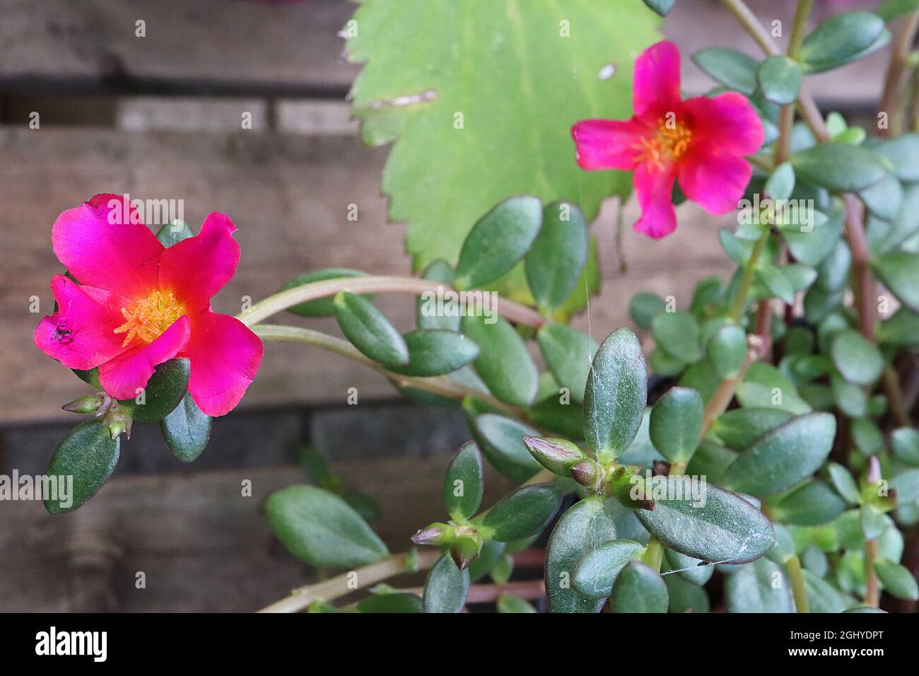 Portulaca umbraticola ‘Mojave Fuchsia’ cialde purslane Fuchsia – fiori rosa magenta e verde scuro piccole foglie di obovato carnoso, agosto, Inghilterra, Regno Unito Foto Stock