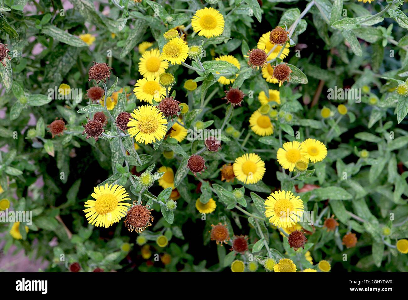 Pulicaria dissenterica comune fleabane – fiori gialli a margherita su steli alti, agosto, Inghilterra, Regno Unito Foto Stock