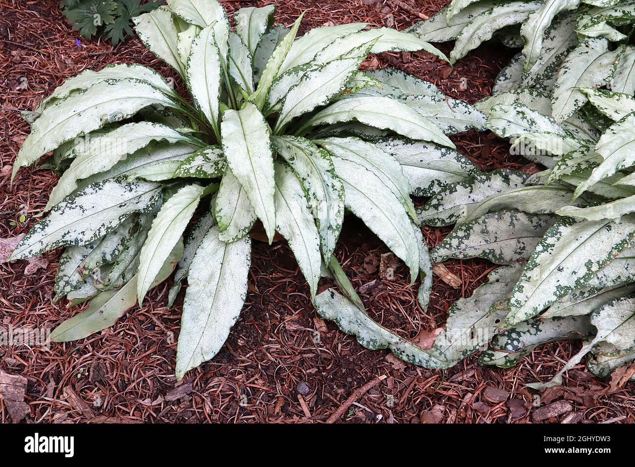 Pulmonaria ‘Silver Bouquet’ Lungwort Silver Bouquet – foglie di arciamento fortemente glassate di verde scuro, agosto, Inghilterra, Regno Unito Foto Stock