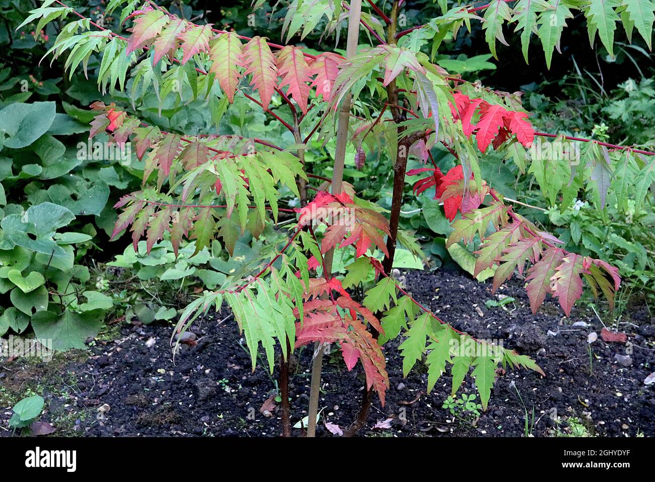 Rhus typhina ‘Dissecta’ cut-leaved Horn Sumach – arcate steli rossi di foglie verdi e rosse finemente sezionate, agosto, Inghilterra, Regno Unito Foto Stock