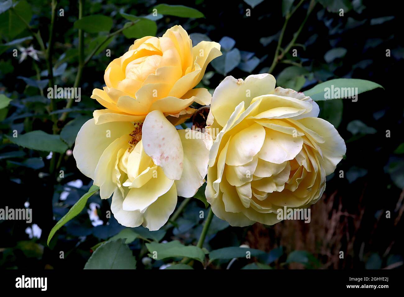 Rosa ‘Cream Dream’ (floribunda rose) Rose Cream Dream – due fiori gialli e gialli pallidi, agosto, Inghilterra, Regno Unito Foto Stock