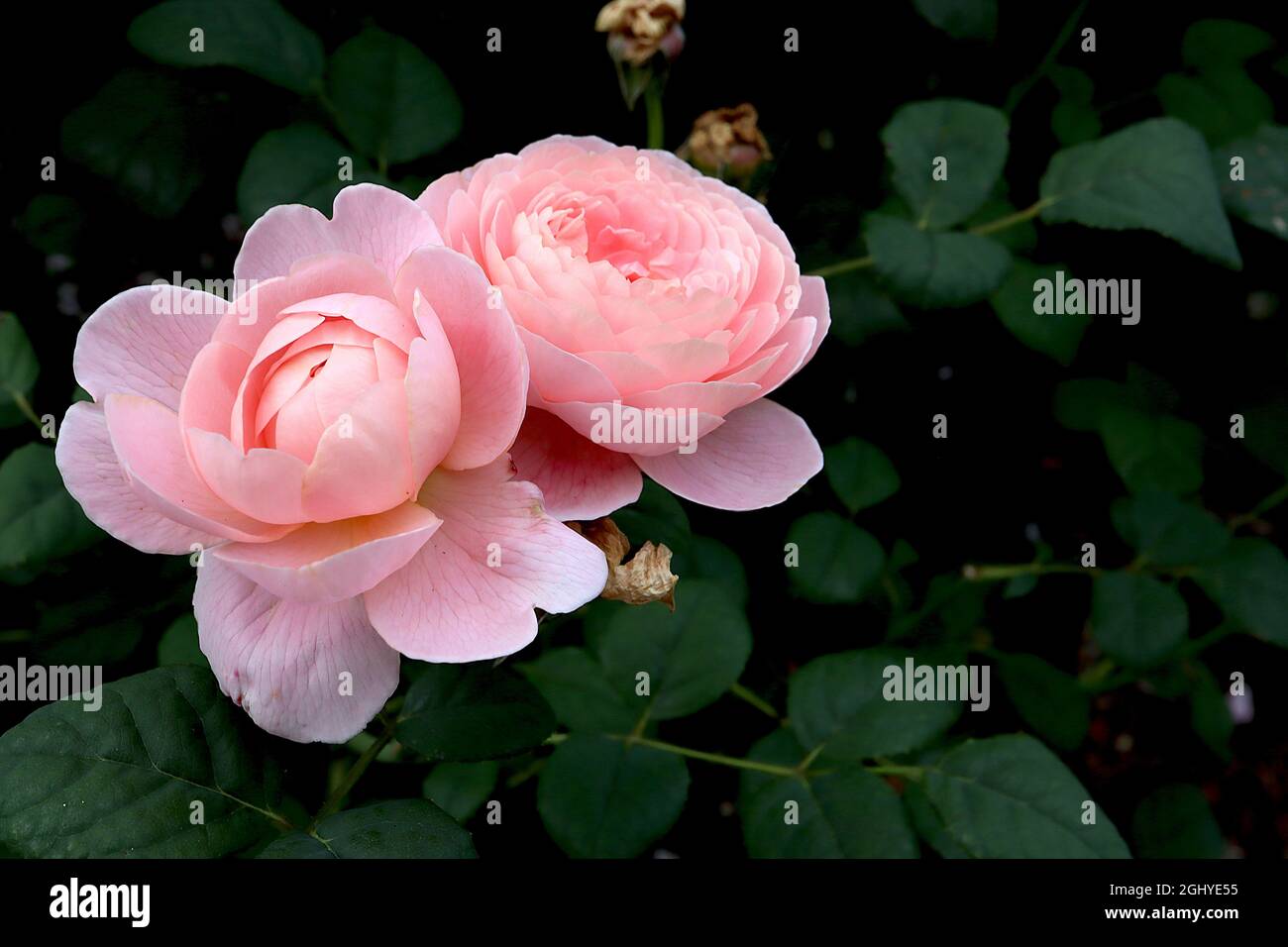 Rosa ‘Regina di Svezia’ (English Rose) Regina di Svezia – due fiori bianchi e rosa chiaro rivolti verso l’alto, agosto, Inghilterra, Regno Unito Foto Stock