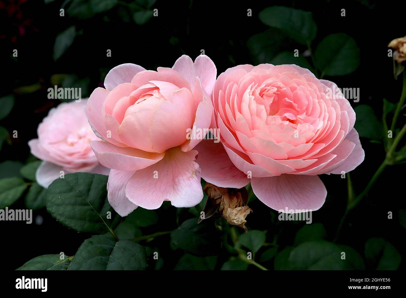 Rosa ‘Regina di Svezia’ (English Rose) Regina di Svezia – due fiori bianchi e rosa chiaro rivolti verso l’alto, agosto, Inghilterra, Regno Unito Foto Stock