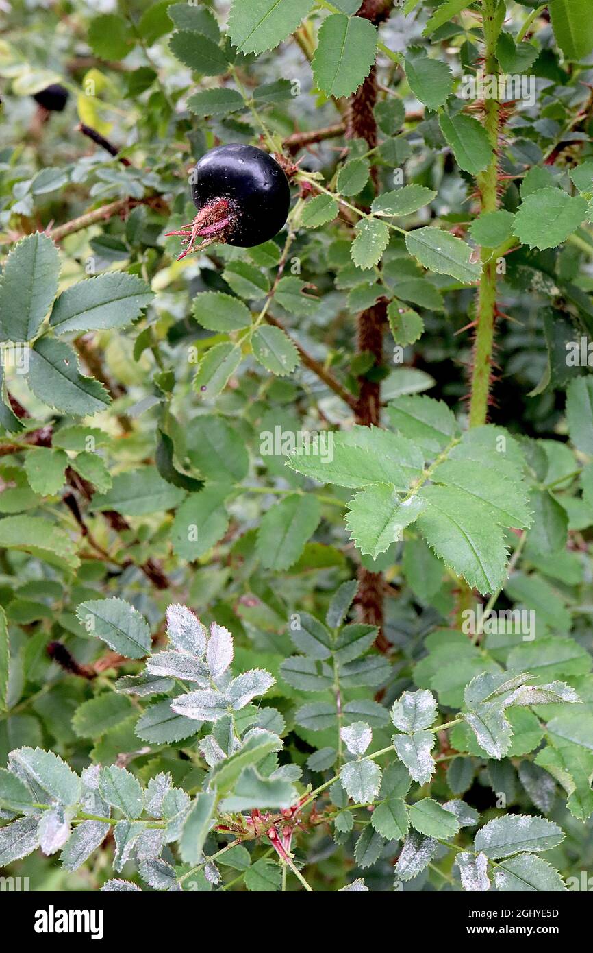 Rosa spinosissima rosa burnett – rosa nera sferica lucida, foglie molto seghettate e steli molto spinosi, agosto, Inghilterra, Regno Unito Foto Stock