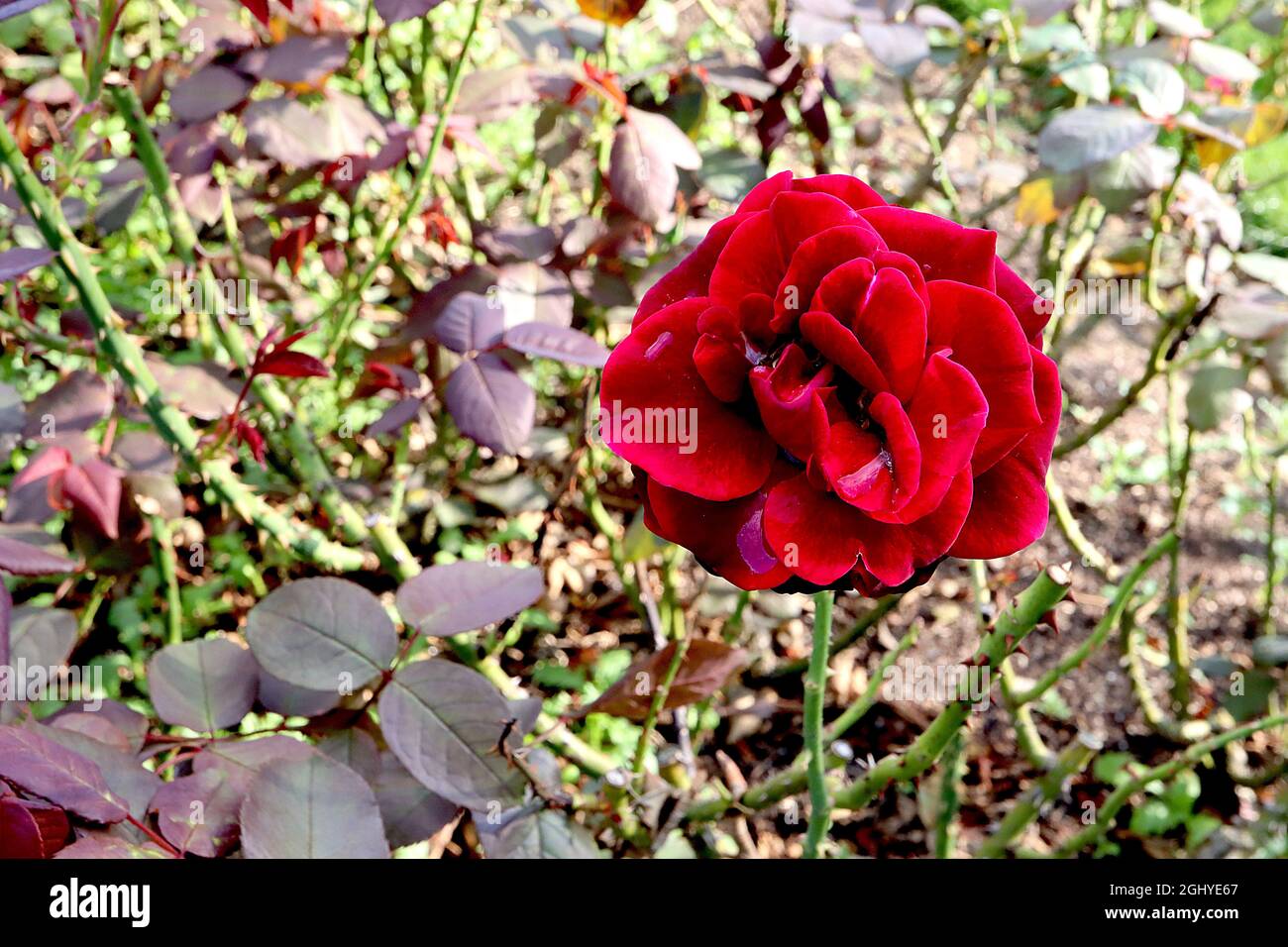 Rosa ‘The Times’ (rosa floribunda) Rose The Times - fiori semi-doppi rossi profondi, agosto, Inghilterra, Regno Unito Foto Stock