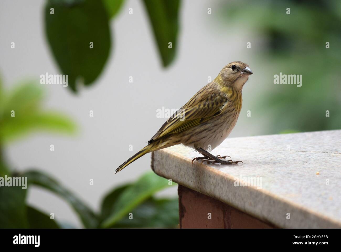 Canarinhos (sicalis flaveola) Foto Stock