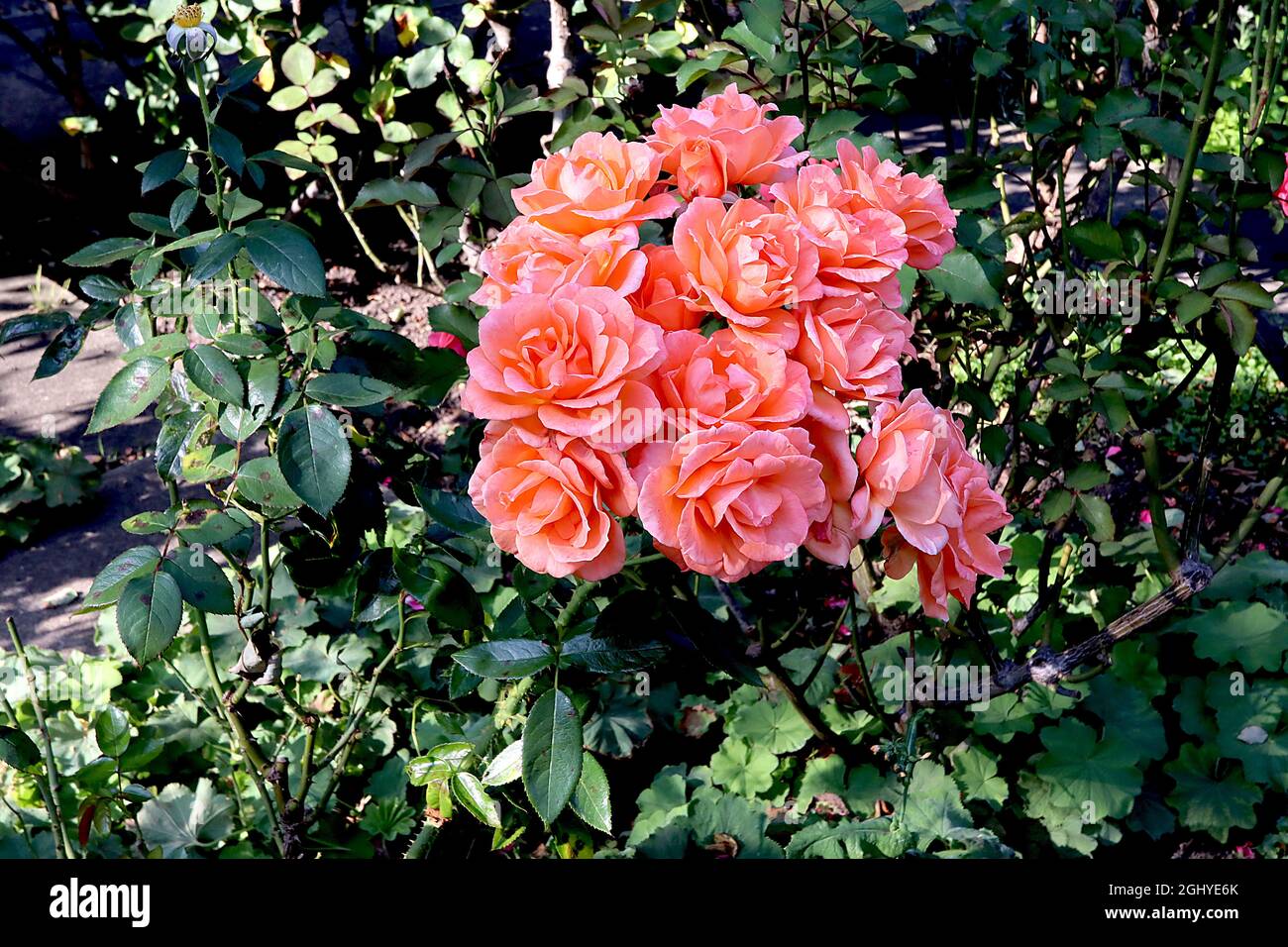 Rosa ‘Westerland’ (rosa arbusti) Rose Westerland - grandi grappoli di fiori rosa albicocca semi-doppi, agosto, Inghilterra, Regno Unito Foto Stock