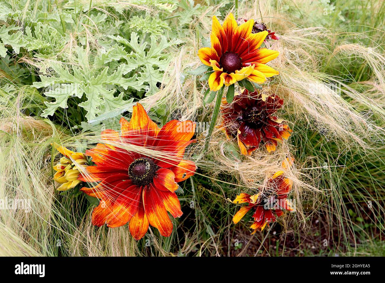 Rudbeckia hirta ‘Chocolate Orange’ con occhi neri Susan Chocolate Orange - fiori rossi marroni con punte arancioni, agosto, Inghilterra, Regno Unito Foto Stock