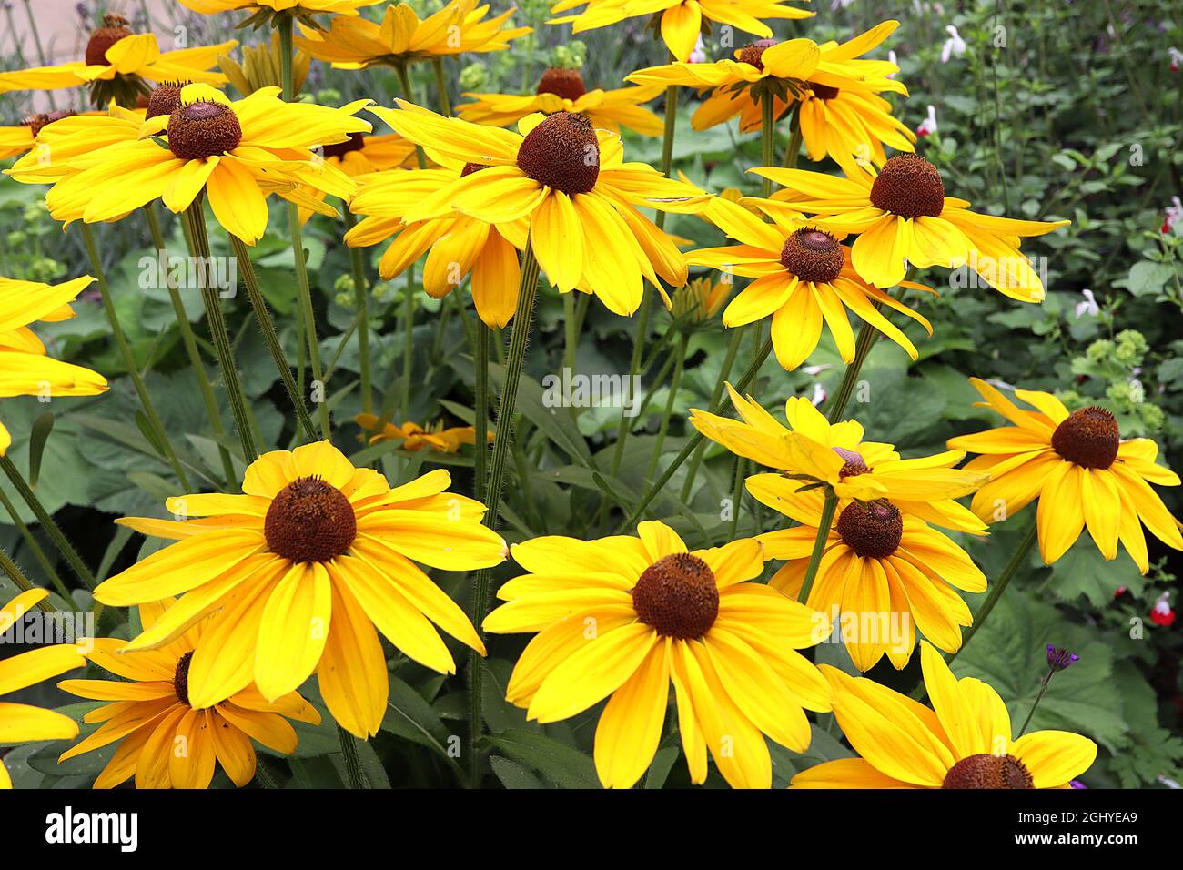 Rudbeckia hirta ‘Marmalade’ Susan dagli occhi neri – fiori gialli dorati con centro a forma di cono marrone, agosto, Inghilterra, Regno Unito Foto Stock