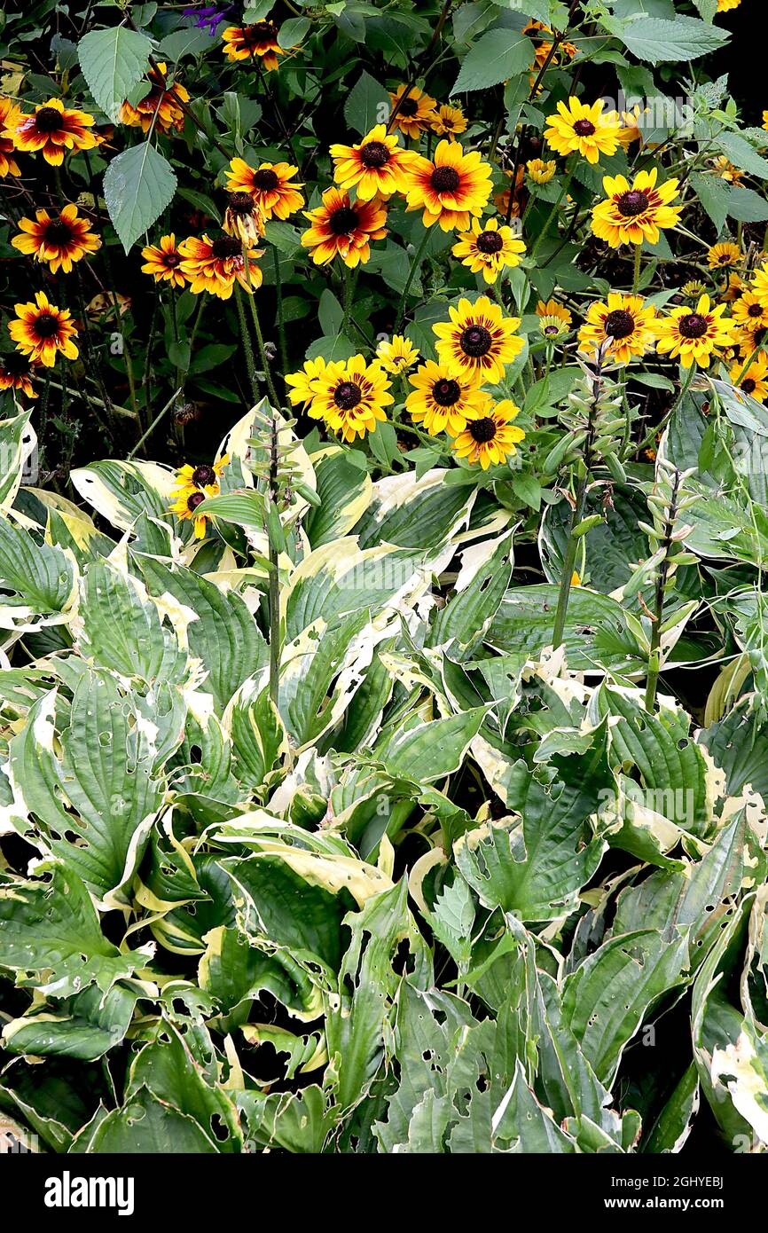 Rudbeckia hirta ‘Peking’ con l’occhio nero di Susan Peking – giallo con segni basali colorati marroni e petali corti, agosto, Inghilterra, Regno Unito Foto Stock
