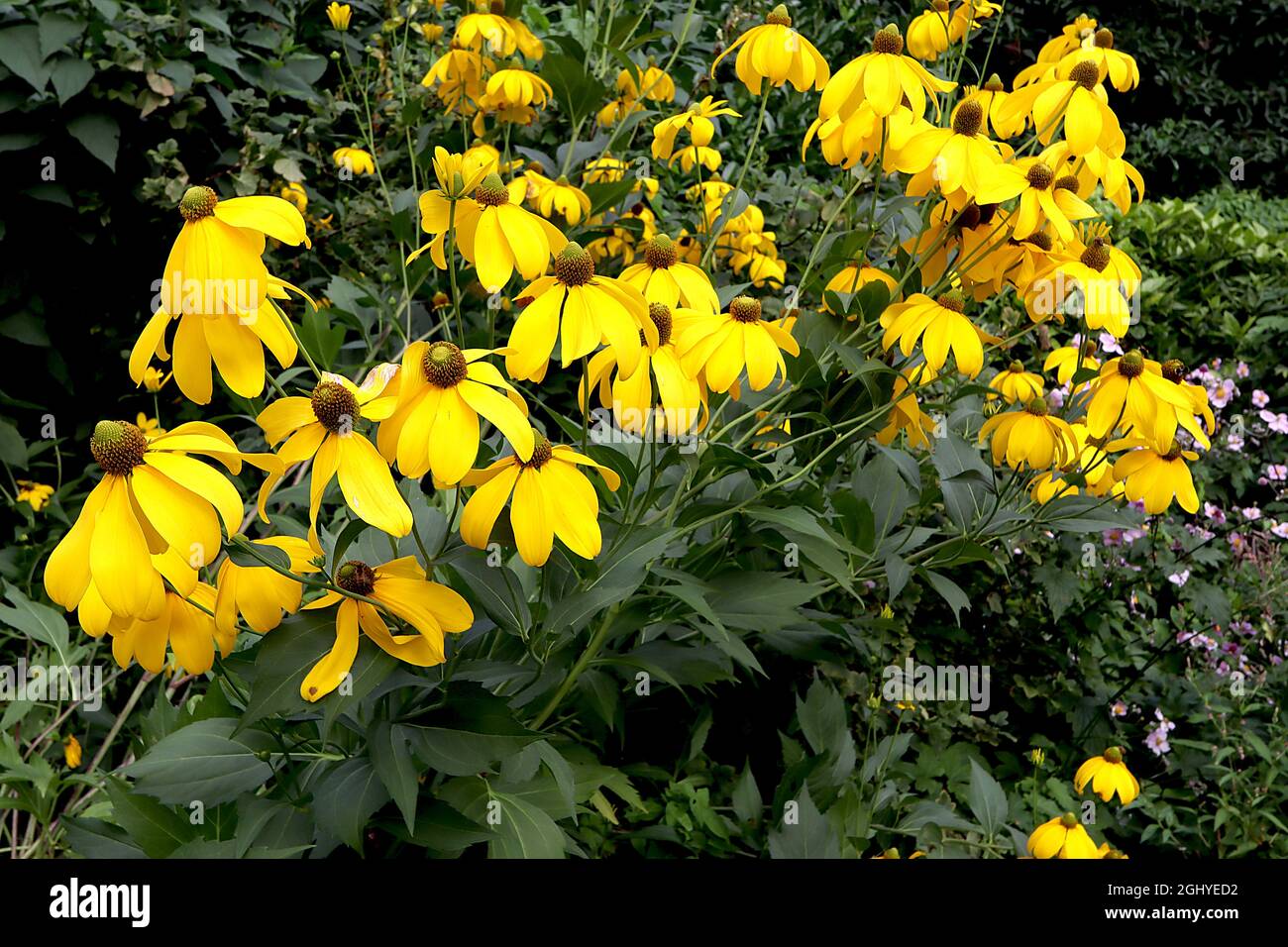 Rudbeckia laciniata ‘Herbstsonne’ cutleaf Coneflower Herbston - fiori gialli petali ricurvi, centro cono verde, foglie incise, steli molto alti Foto Stock