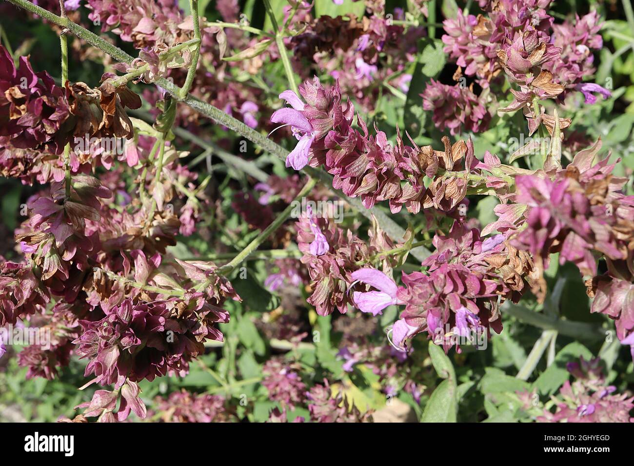 Salvia canariensis Canary Island Sage – densi ravemi verticali di fiori rosa lavanda a due labbri, agosto, Inghilterra, Regno Unito Foto Stock