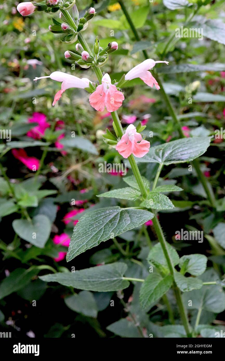 Salvia coccinea 'Coral Nymph' Sage Coral Nymph – piccoli fiori di corallo rosa a due labbini, agosto, Inghilterra, Regno Unito Foto Stock