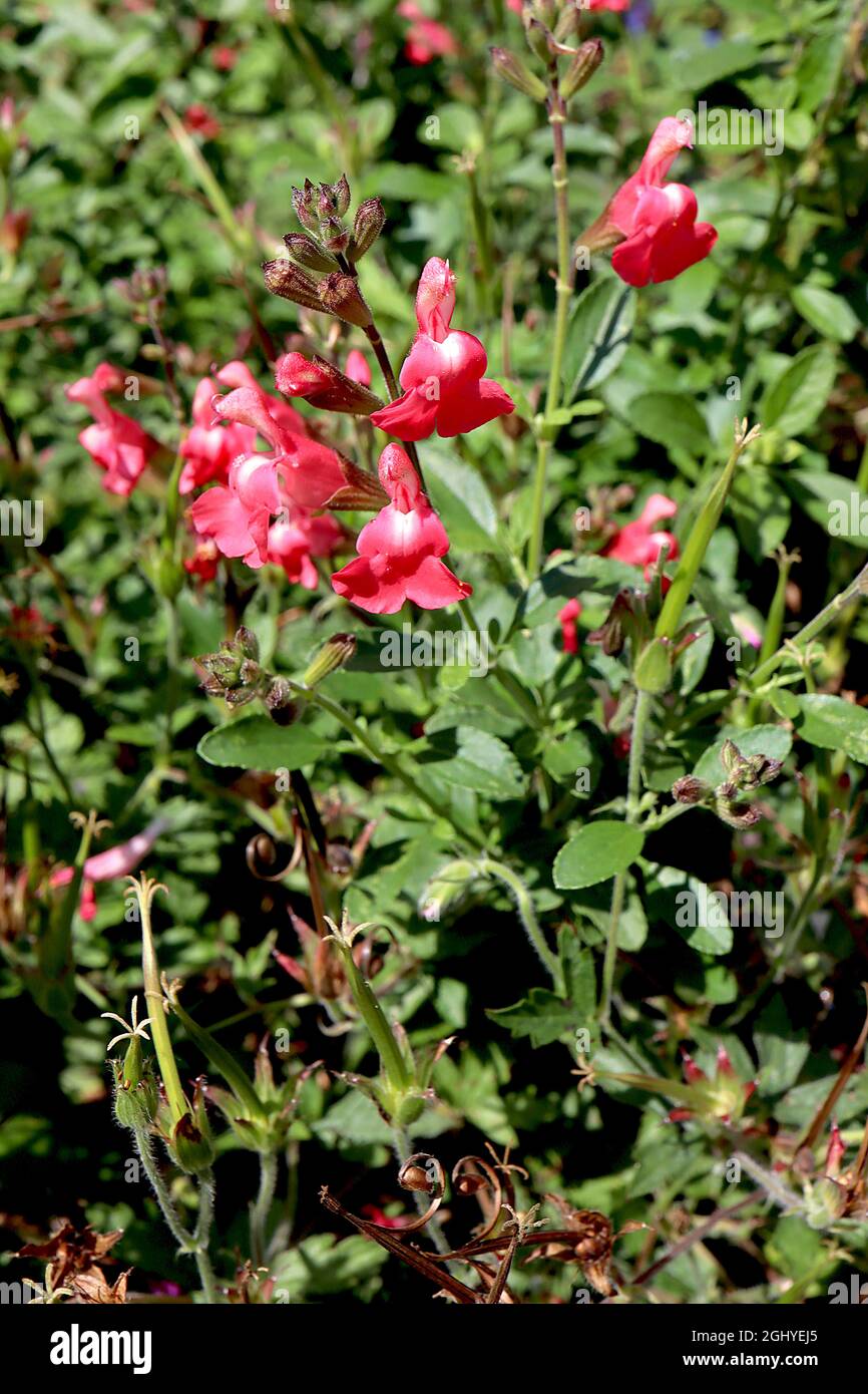 Greggii ‘Peach Cobbler’ salvia Peach Cobbler - fiori rosa rossi a due labbri con gola bianca, agosto, Inghilterra, Regno Unito Foto Stock