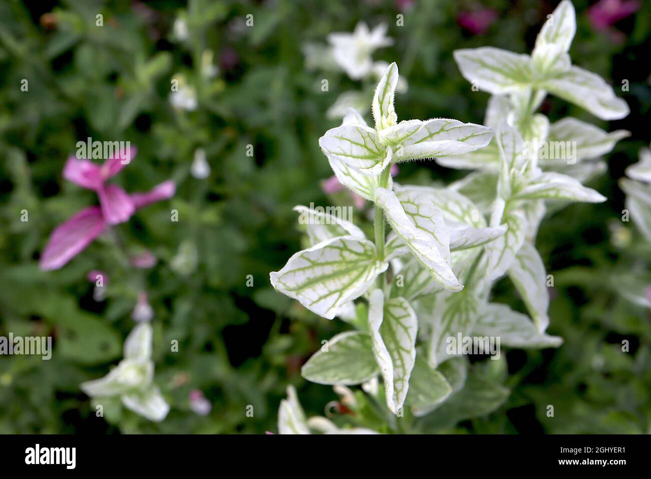 Salvia viridis ‘Claryssa Mixed’ salvia dipinta Claryssa Mixed – Bratte bianche con vene verdi e fiori piccoli, agosto, Inghilterra, Regno Unito Foto Stock