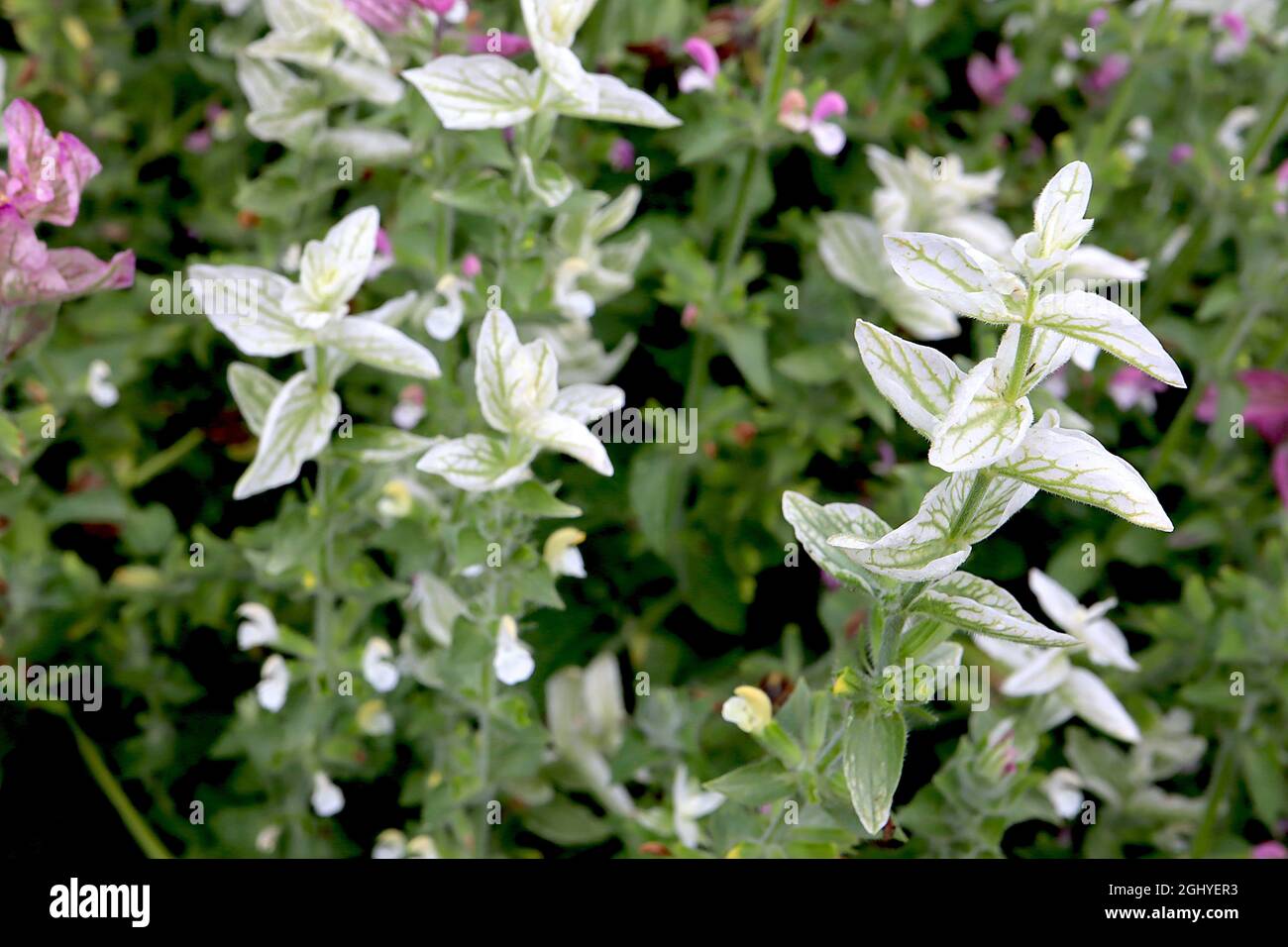 Salvia viridis ‘Claryssa Mixed’ salvia dipinta Claryssa Mixed – Bratte bianche con vene verdi e fiori piccoli, agosto, Inghilterra, Regno Unito Foto Stock