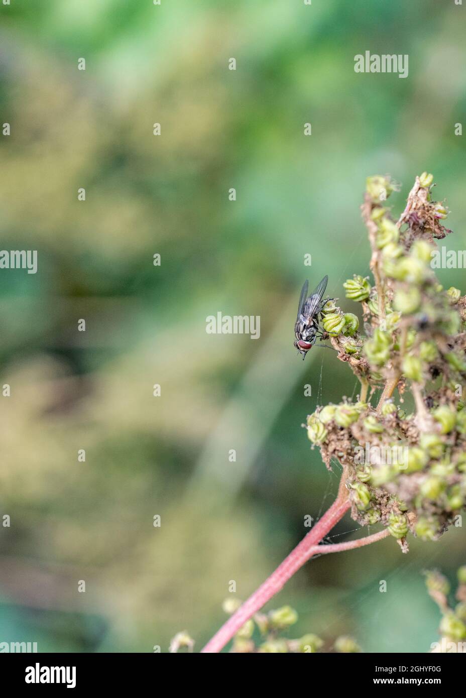 Una sorta di casa simile a Muscidae vola sul gambo di una pianta di germinazione MeadowSweet / Filipendula ulmaria. Foto Stock