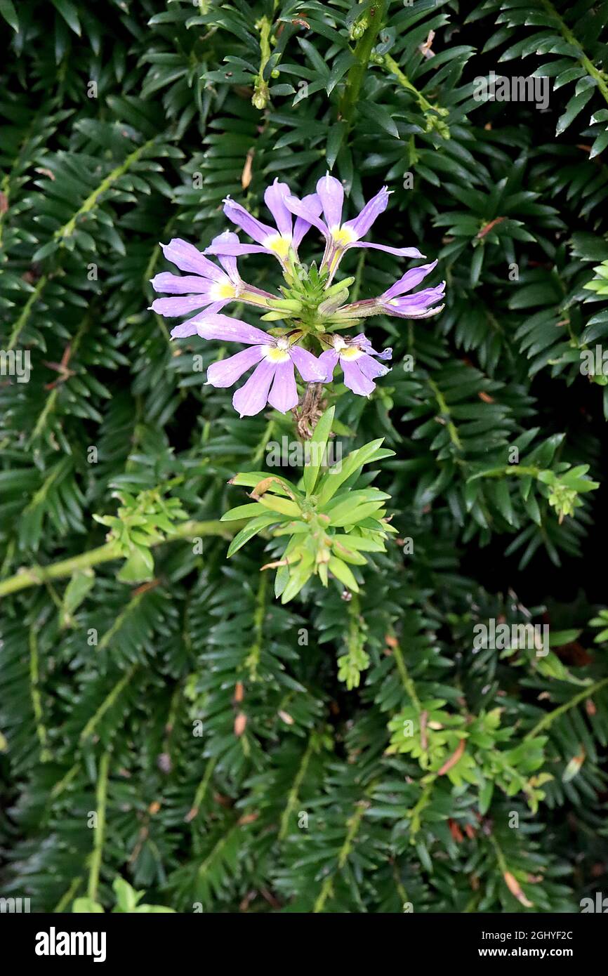 Scaevola ‘luce blu’ fan flower azzurro – fiori viola blu e foglie di lobato a metà petalo, agosto, Inghilterra, Regno Unito Foto Stock