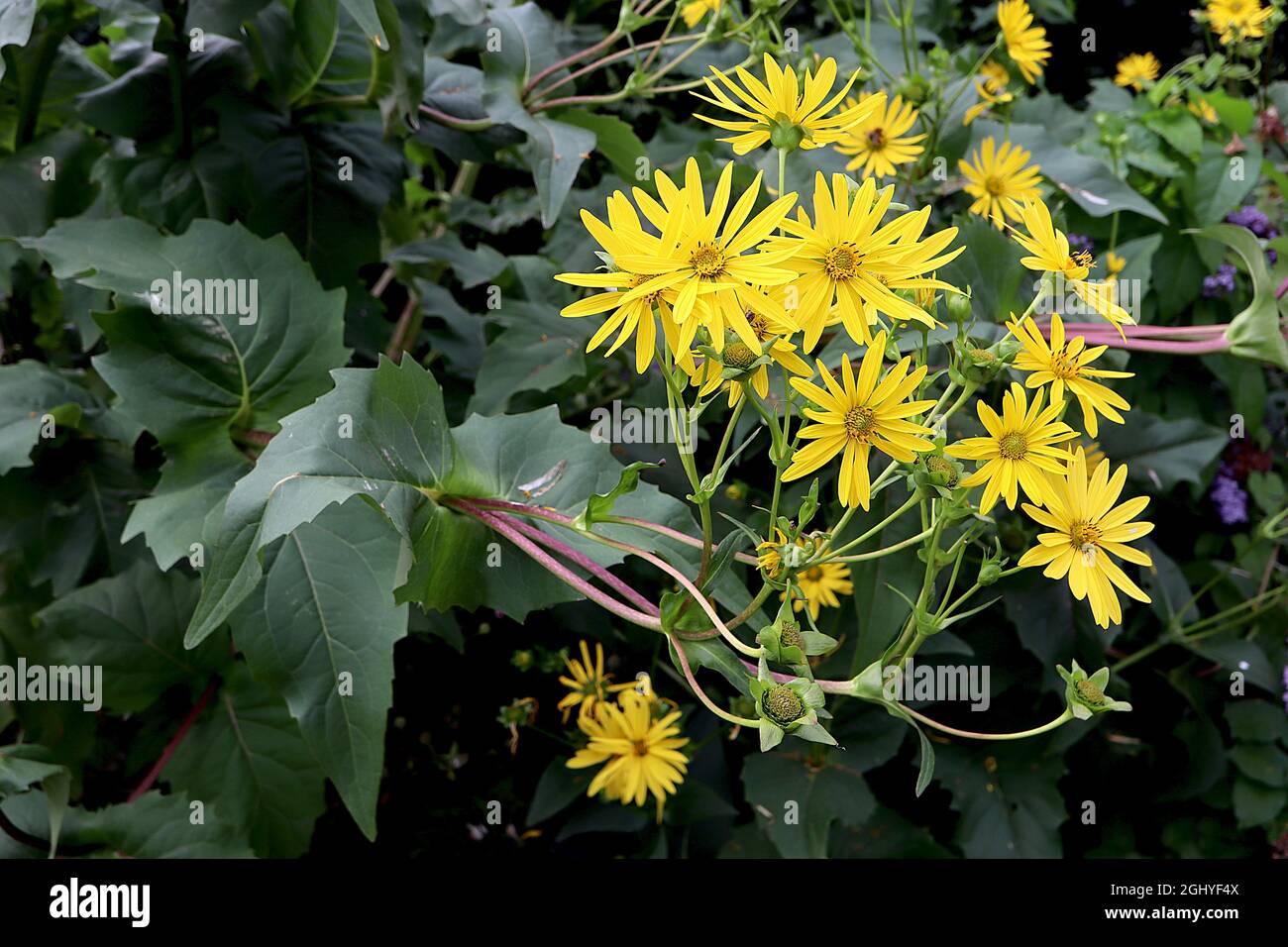 Silphium perfoliatum Cup Plant – fiori gialli a margherita e grandi foglie triangolari su steli molto alti, agosto, Inghilterra, Regno Unito Foto Stock