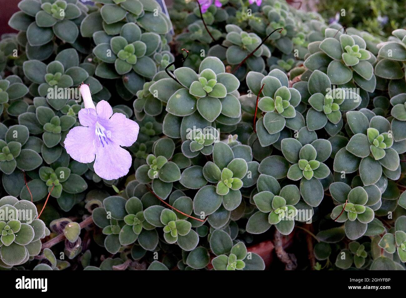 Streptocarpus saxorum falso viola africano – mauve a forma di imbuto fiori e piccole ovate verde scuro Fleshy foglie, agosto, Inghilterra, Regno Unito Foto Stock