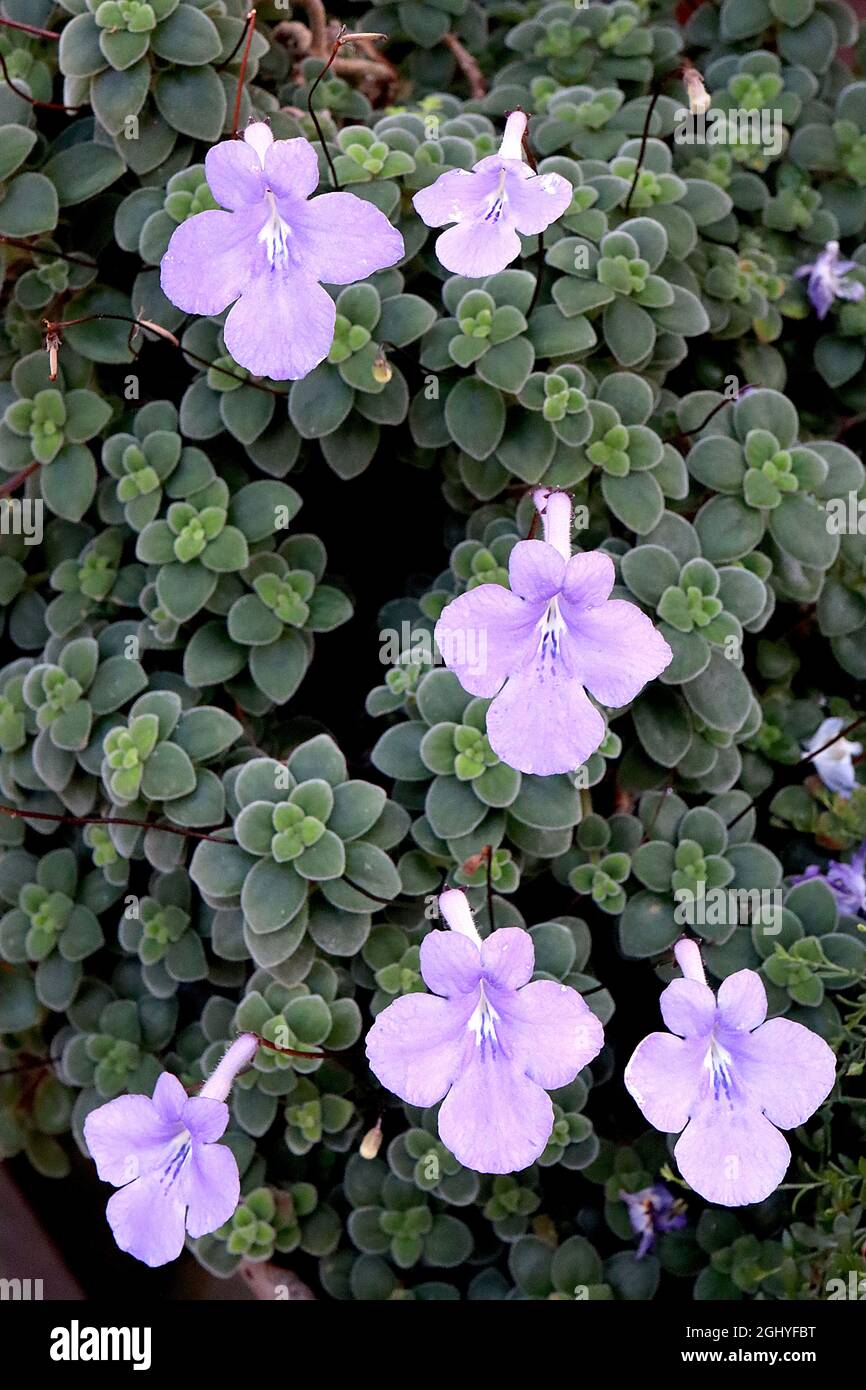 Streptocarpus saxorum falso viola africano – mauve a forma di imbuto fiori e piccole ovate verde scuro Fleshy foglie, agosto, Inghilterra, Regno Unito Foto Stock