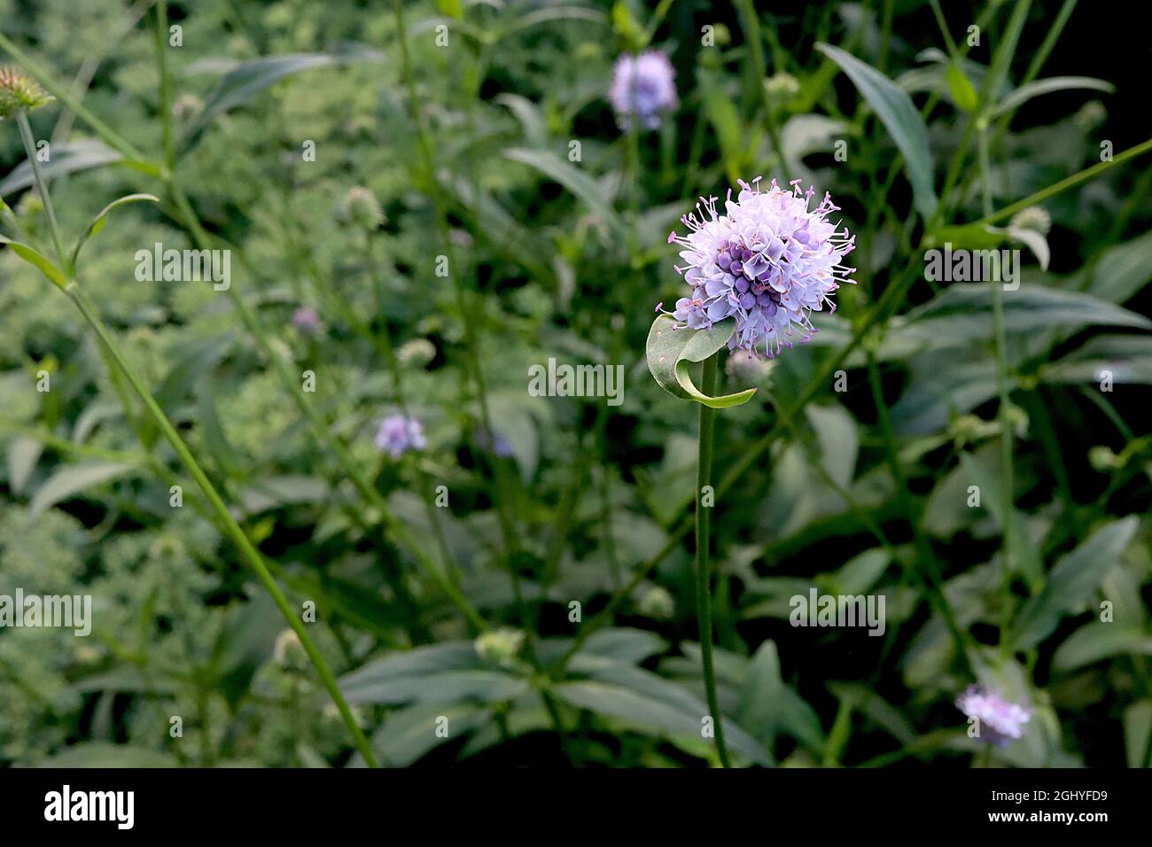 Succisella inflexa Perle frodate diavoli di palude poco spaventosi Perle frostate – piccoli fiori sferici di lavanda pallida su steli alti, agosto, Inghilterra, Foto Stock