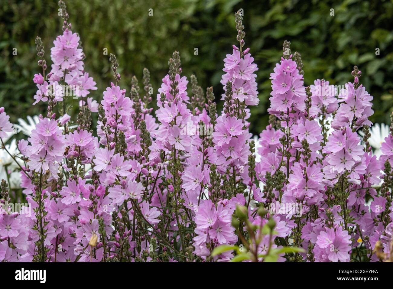 Massa di fiori rosa pallido Sidalcea Elsie Heugh in estate Foto Stock