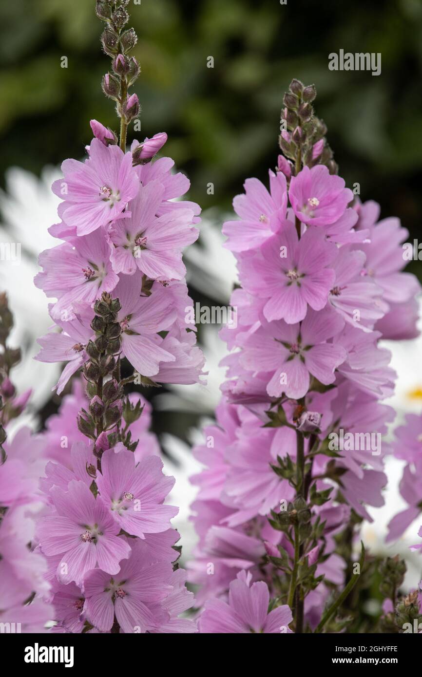 Primo piano di Sidalcea Elsie Heugh a fine estate Foto Stock