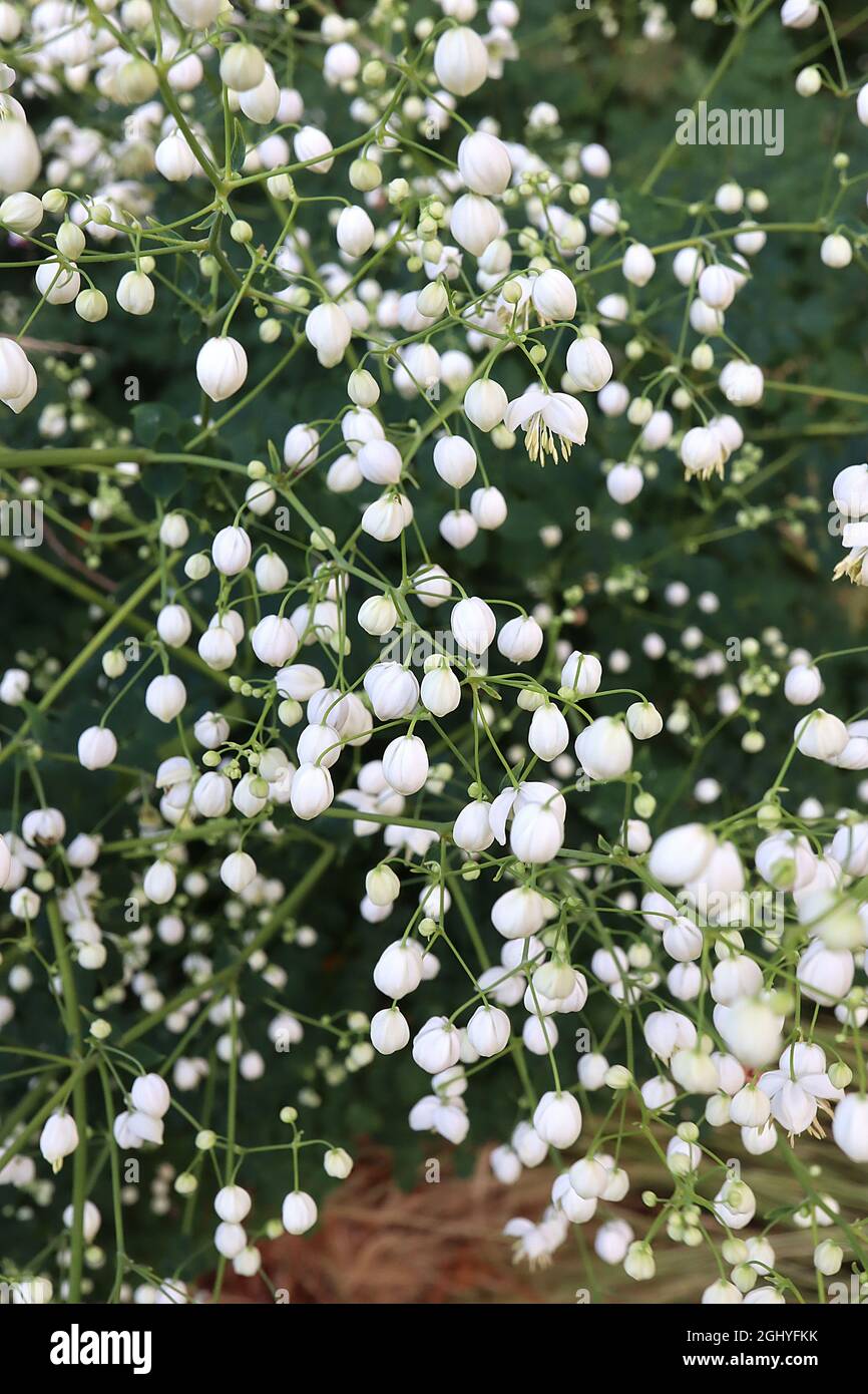 Thalictrum delavayi ‘Album’ Chinese Meadow rue Album - paniclette ariose di fiori bianchi pendolari con lunghe stampe a punta bianca color crema, steli alti, Regno Unito Foto Stock