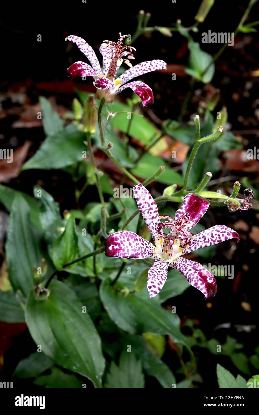 Tricyrtis formosana Dark Beauty Giglio Dark Beauty – fiori bianchi simili alle orchidee con macchie viola irregolari e ampio lance verde scuro lasciare Foto Stock